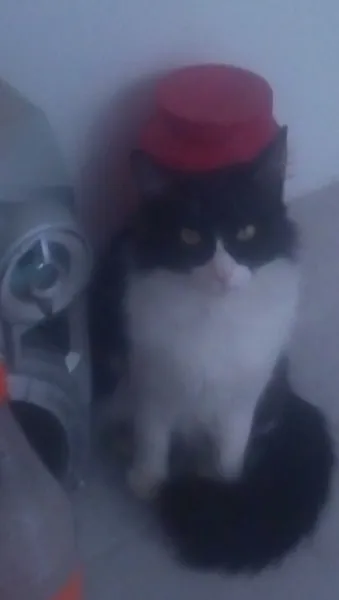 Petunia cat photo