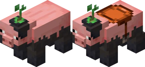 Muddy Pig