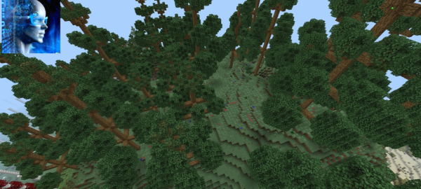 Araucaria Woods
