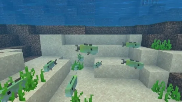 Rainbow Trout Fishes