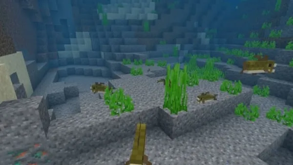 Bass Fishes