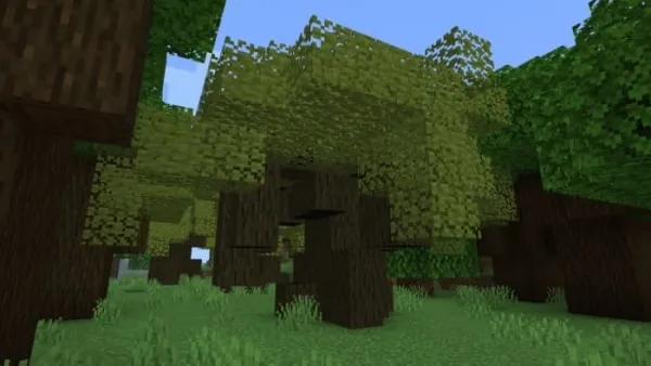 Ebony Trees