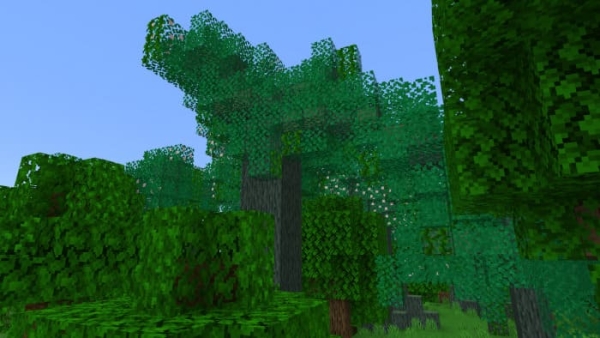 Greenheart tree