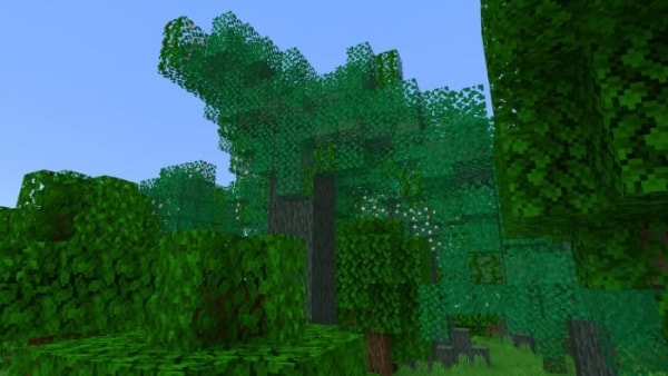 Greenheart Tree