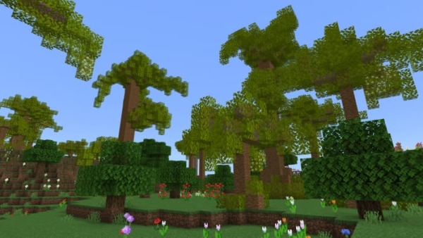 Peltogyne trees