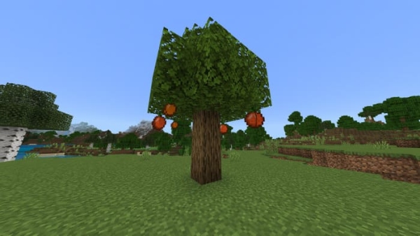 Oranges Tree