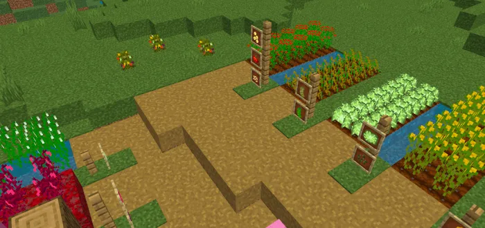 Some of the crops in Creative Cooking growing