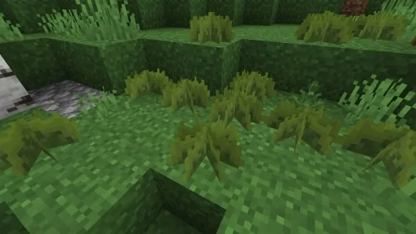 Small Lush Grass