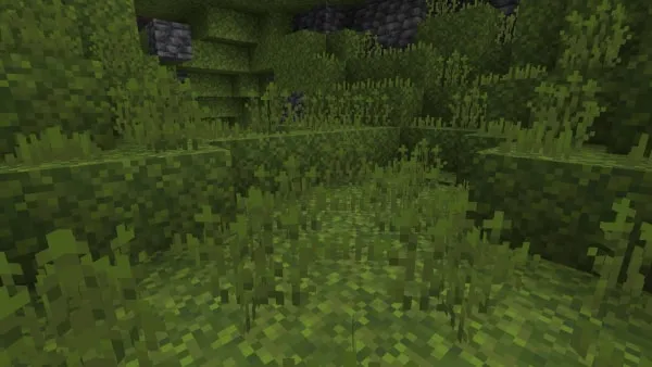 Moss Sprouts Vegetation