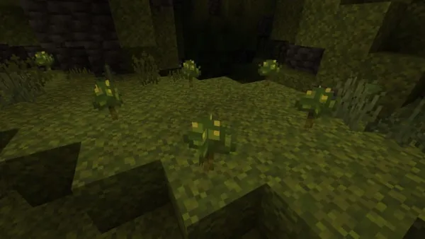 Mosshroom Fungus Vegetation