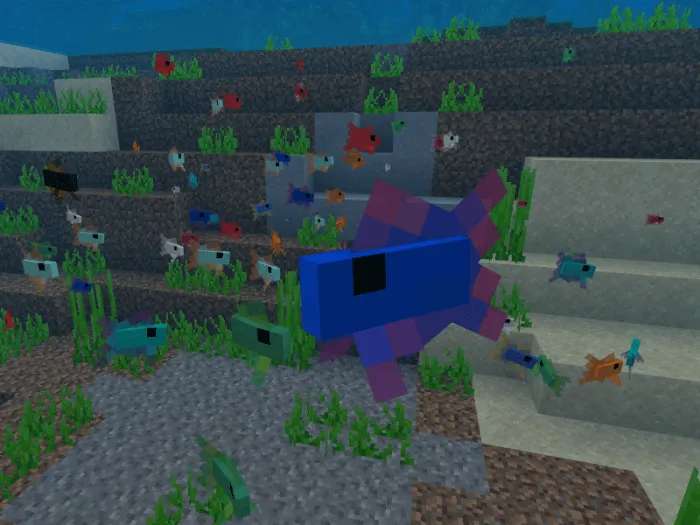 Betta fish.