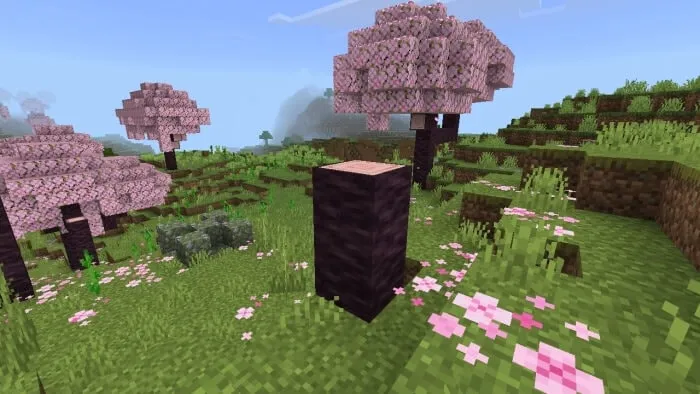Cherry Stump