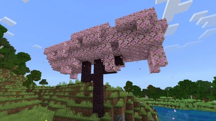 Wild Cherry Tree