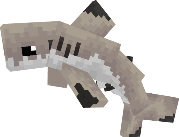 Blacktip Shark