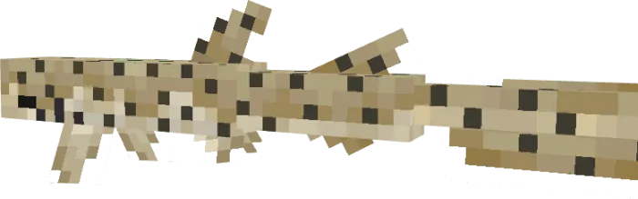 Spotted Catshark