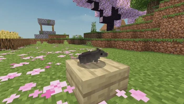 Rat