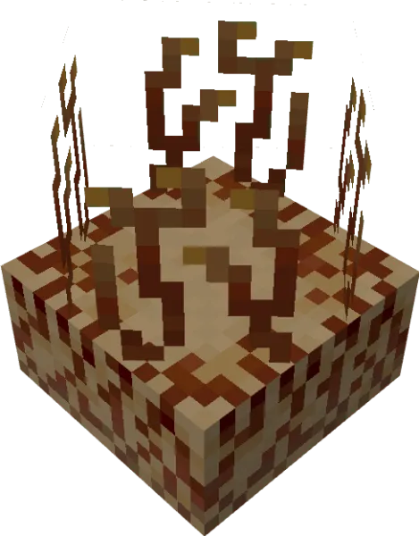 Cordyceps