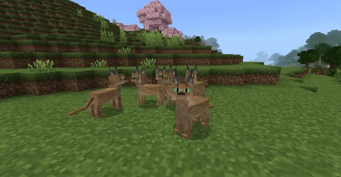 Caracals: Screenshot
