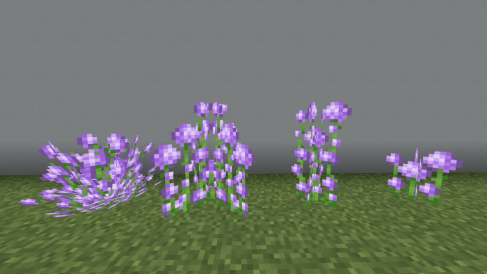 Allium Variations