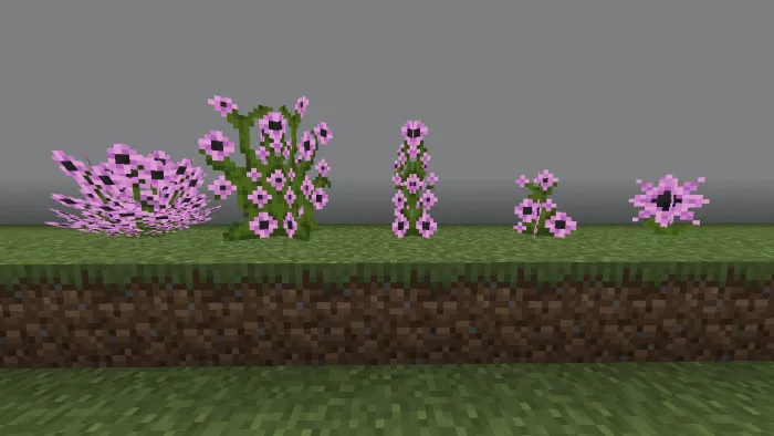 Anemone