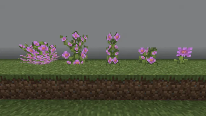 Azalea Flowers