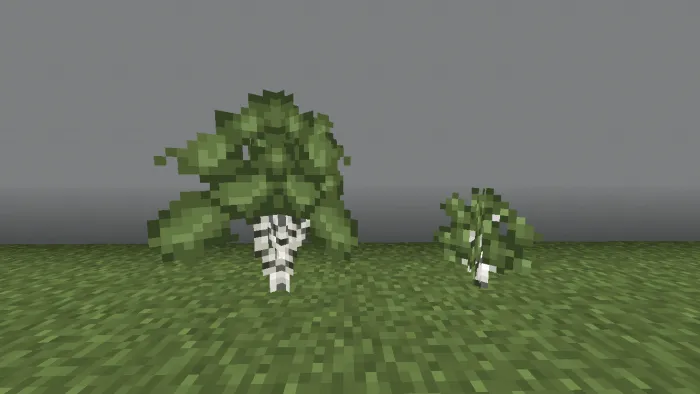 Birch Bushes