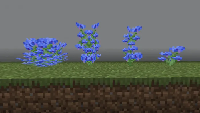 Cornflower Variants