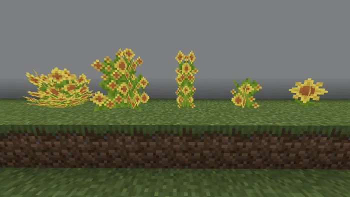 Daffodils