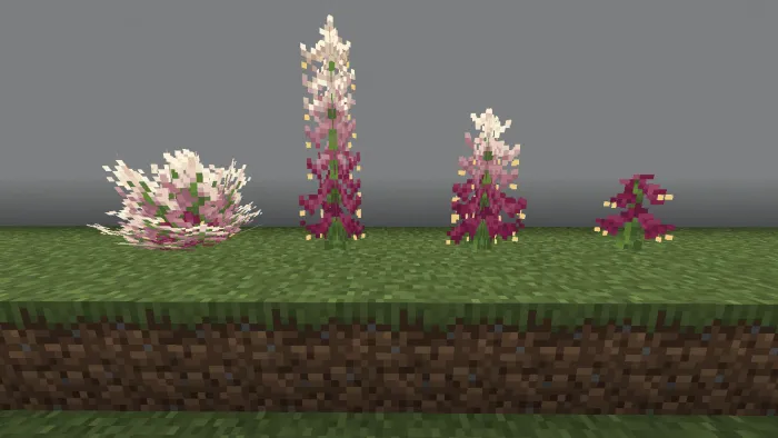 Foxglove