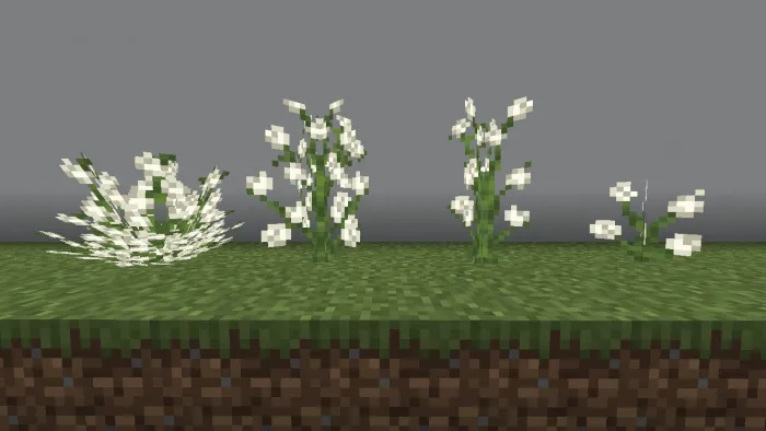 Gardenia