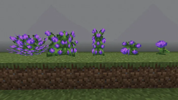 Hydrangea