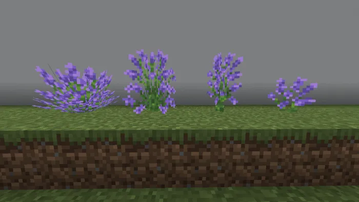 Lavender