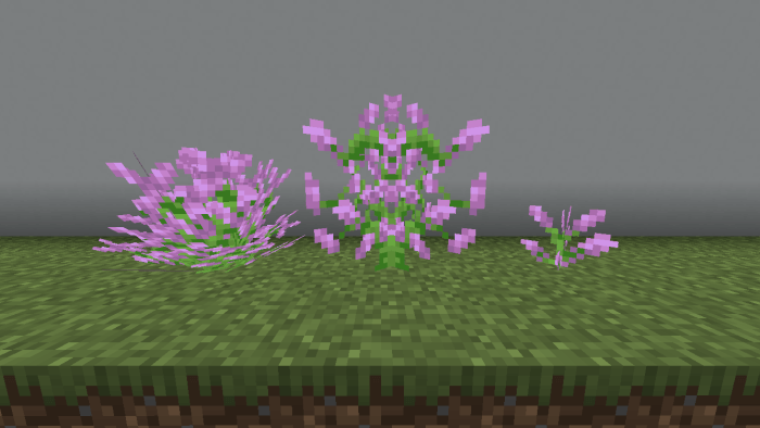 Lilac Variants