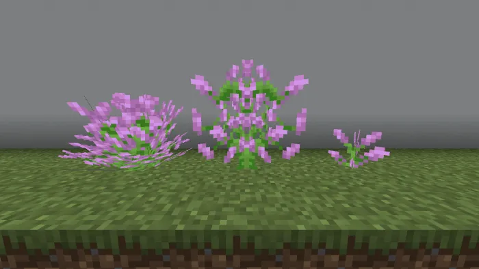 Lilac Variants