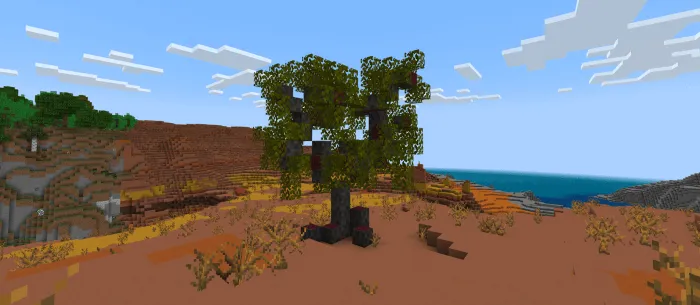 Mahogany Tree in the Mesa