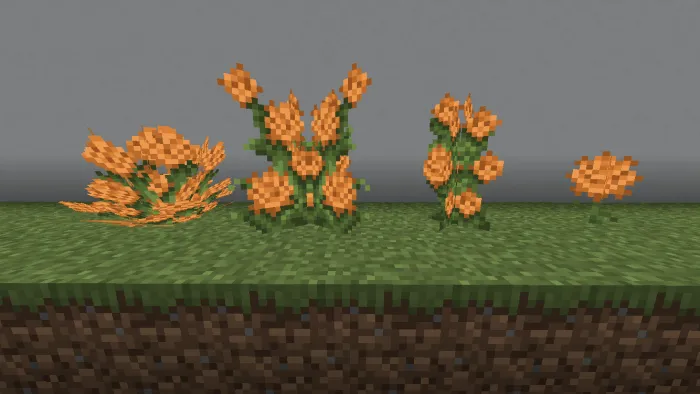 Marigold
