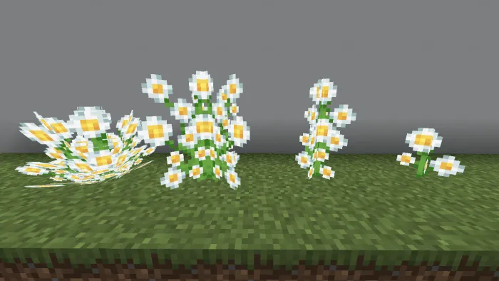 Oxeye Daisy Variants