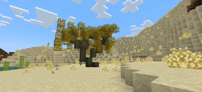 Palo Verde tree in the Desert