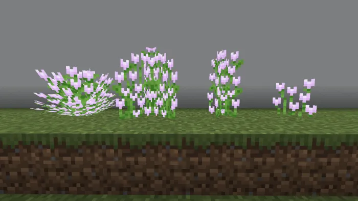 Pink Tulip Variants