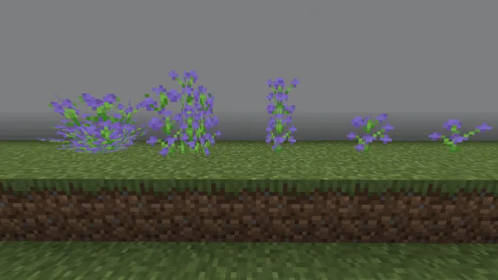 Purple Orchid