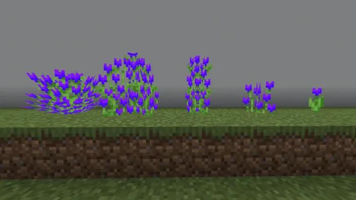 Purple Tulip