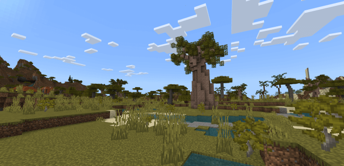 Baobab tree in the Savanna