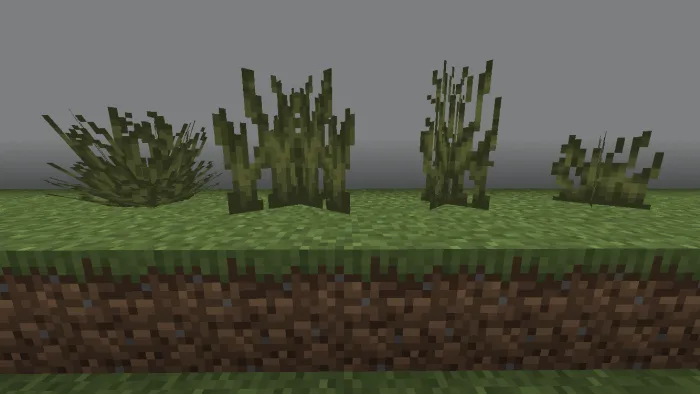 Sedge Grass