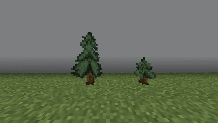 Spruce Bushes