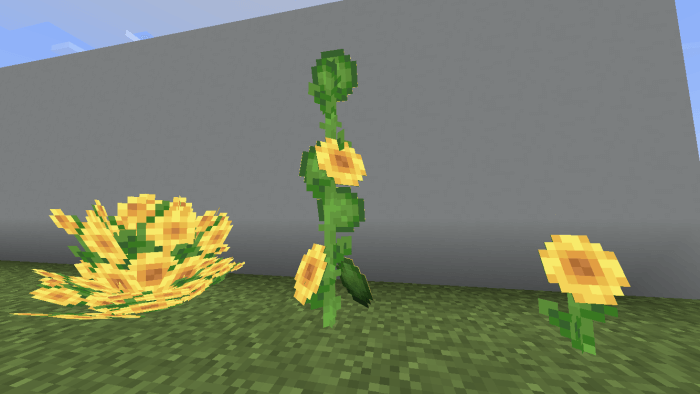 More Sunflower variants