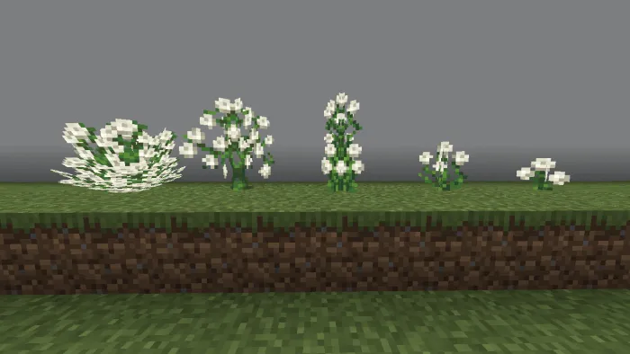 White Rose