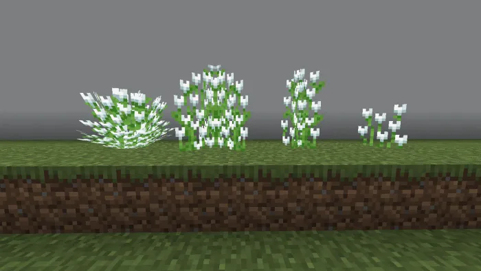 White Tulip Variations