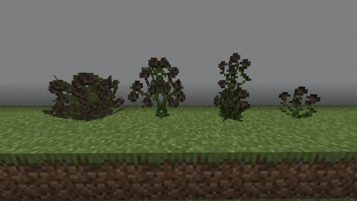 Wither Rose Variations