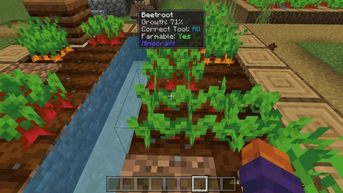 Beetrot Info