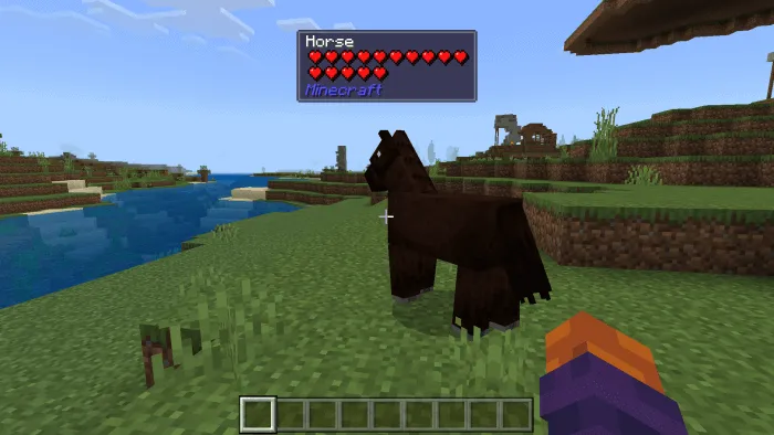 Horse Info